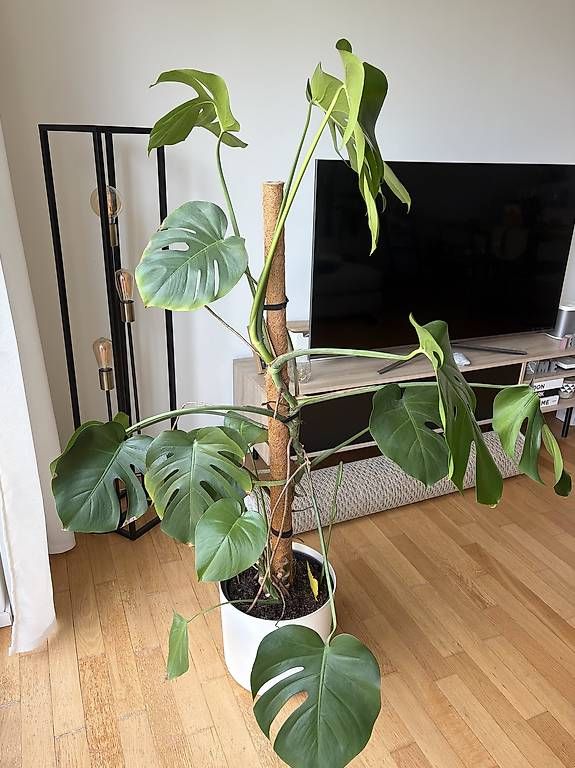 Piante & sementi: Monstera inkl. Topf – Usato da Luzern venduto da Kimja123 1