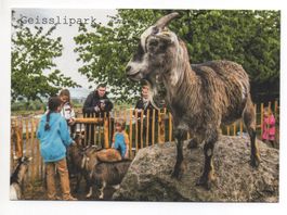 SEEGRÄBEN Geisslipark Juckerhof - Ziegen streicheln, füttern