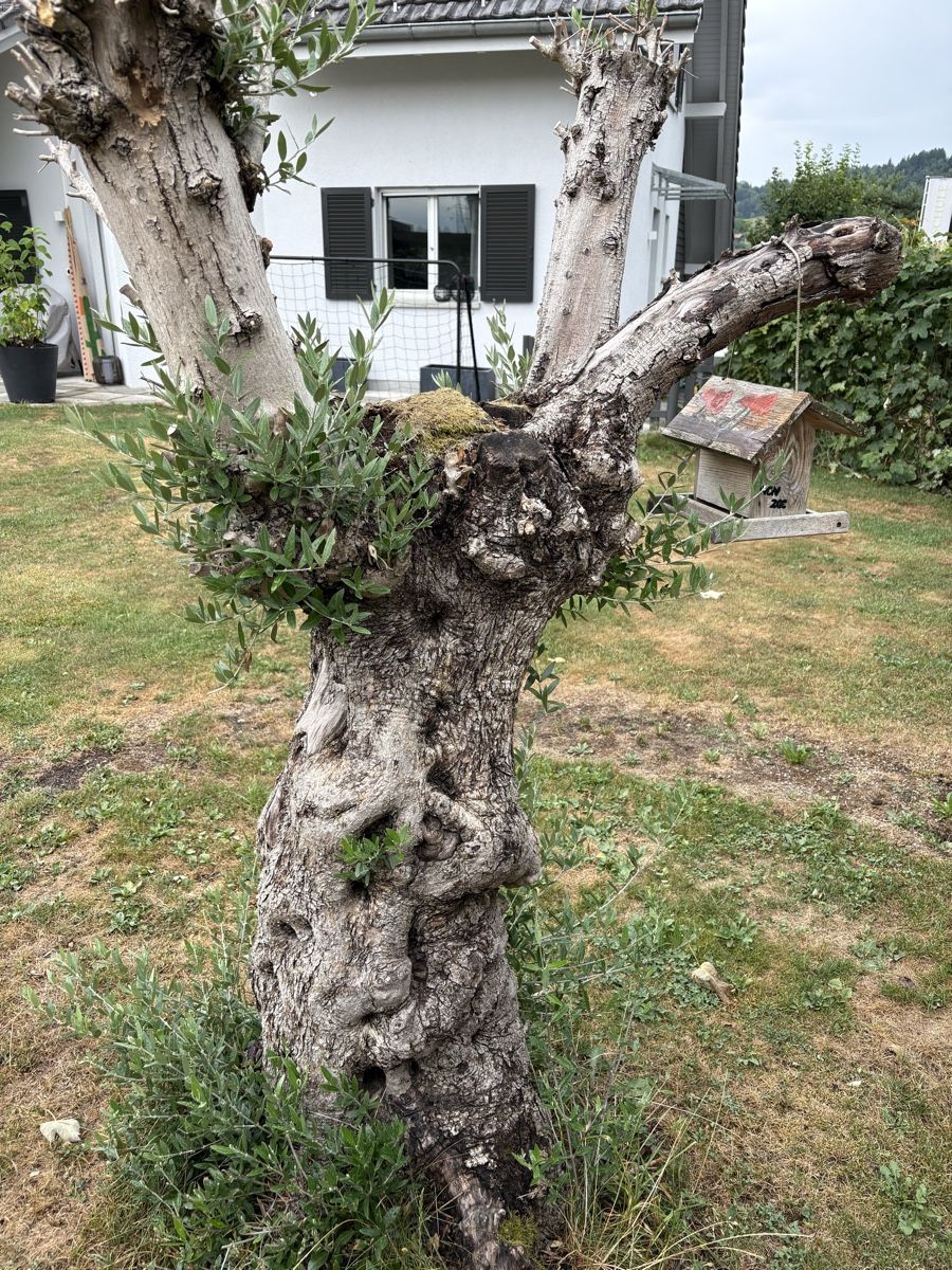 Pflanzen & Samen: Olivenbaum ca. 25 Jährig – Gebraucht aus Lenggenwil von xo.xo 5