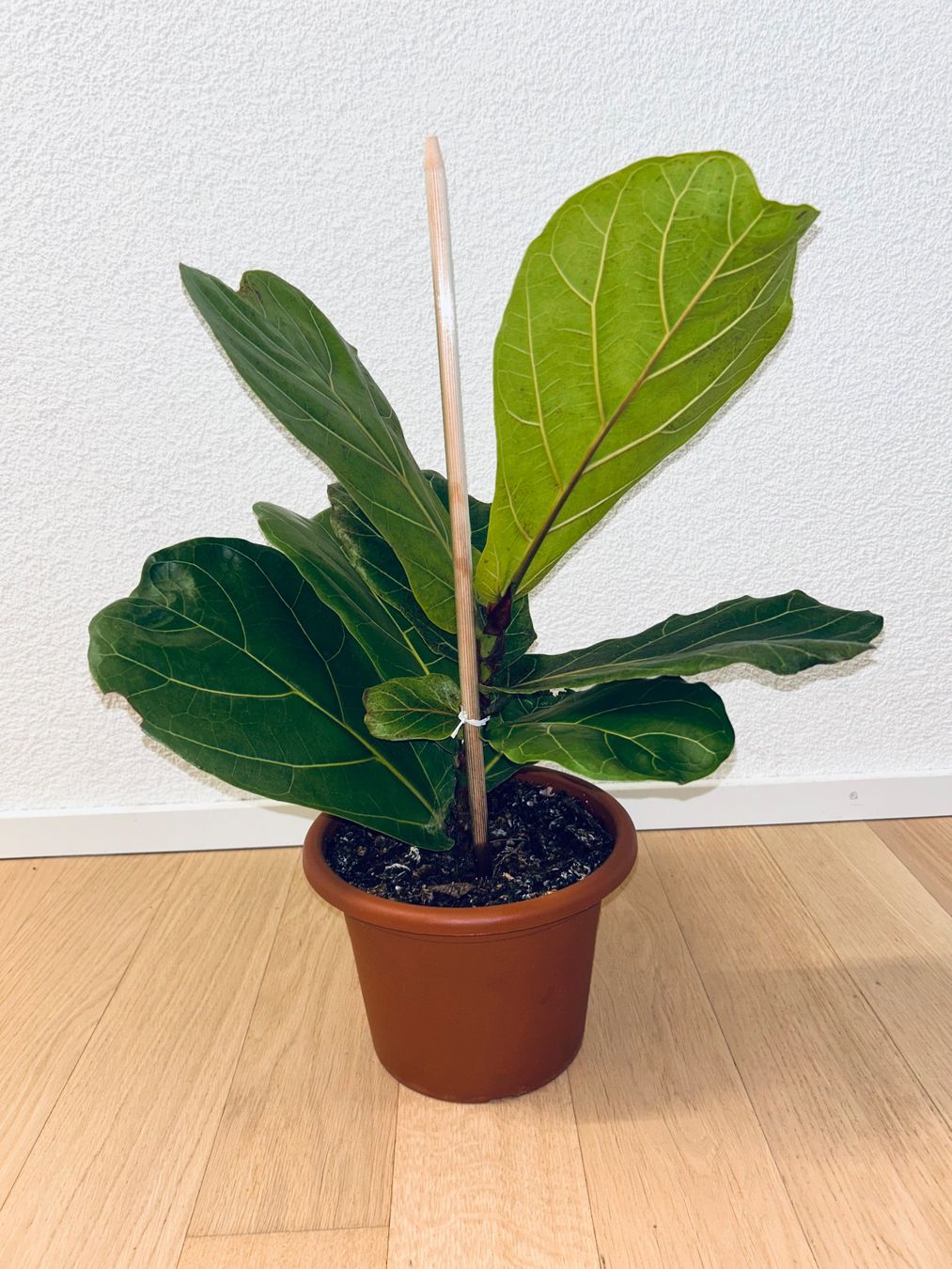 Ficus Lyrata Geigenfeige Fiddle Leaf fig potted plant (Gebraucht) in  Kilchberg ZH fr CHF 24.5  nur Abholung auf Ricardo kaufen