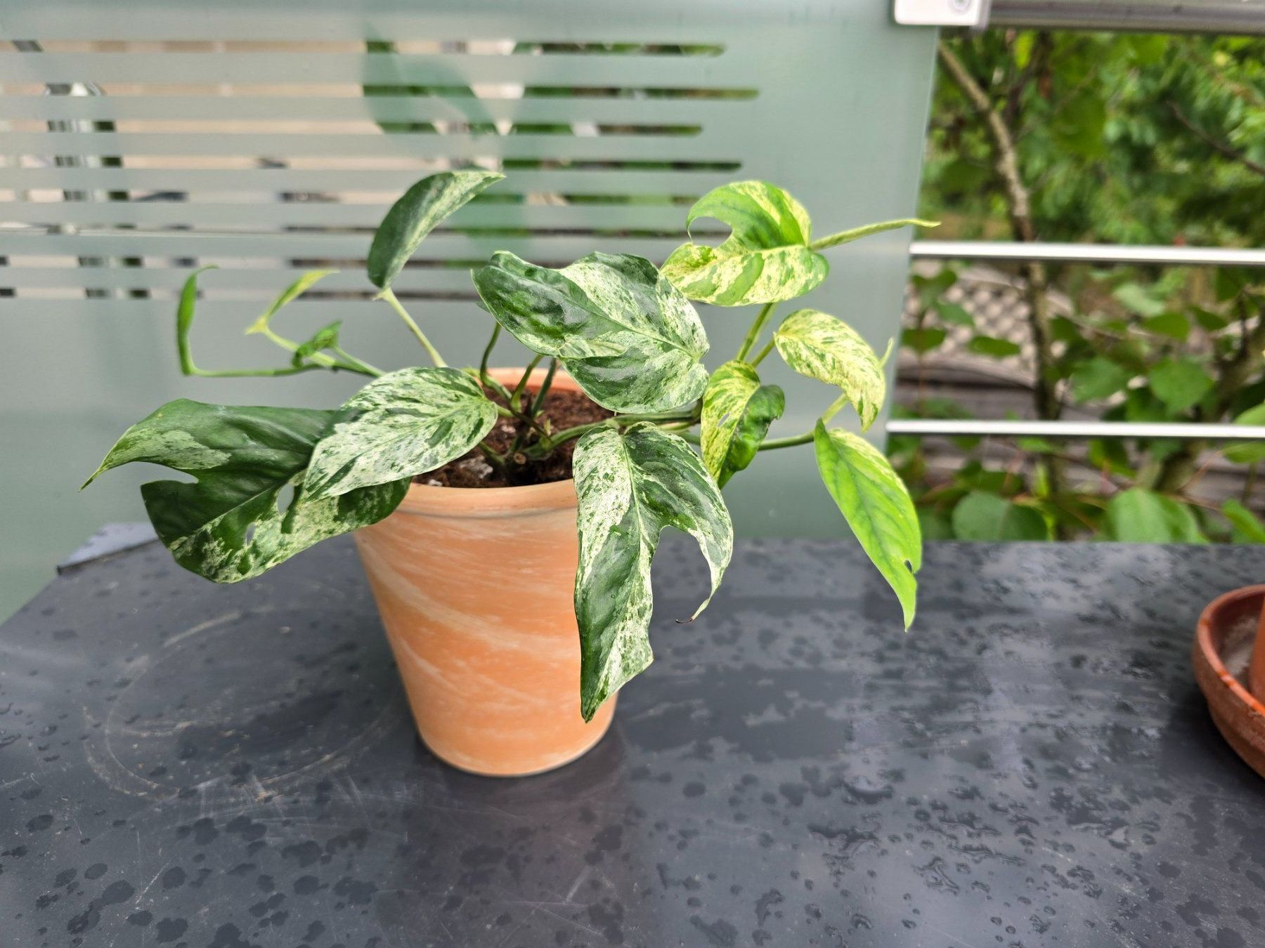 Piante & sementi: Epipremnum 'Marble' Variegata Inkl. Übertopf – Usato da Aarburg venduto da Glitzerschein 3