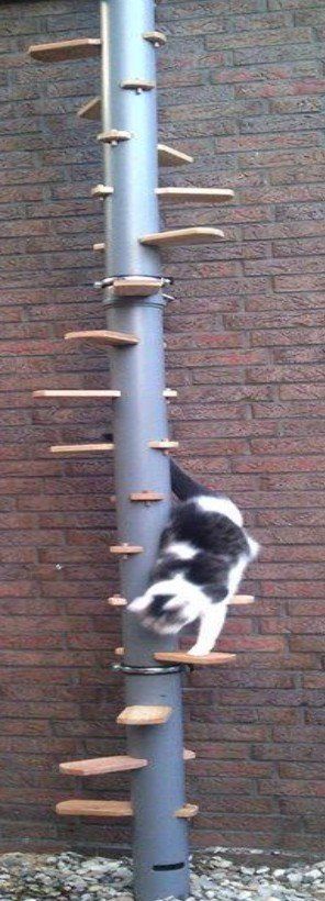 Scale: Katzenleiter Cat Trip – Usato da Gunzgen venduto da husch2611 1