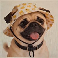 Sonnenhut für Hunde 🐕 mit Enten-Print, Neu , Grösse: S