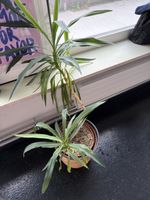 Yucca Palme mit zwei Stämmen inklusive Übertopf gebraucht
