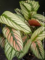Calathea Majestica White Star - was für eine Schönheit