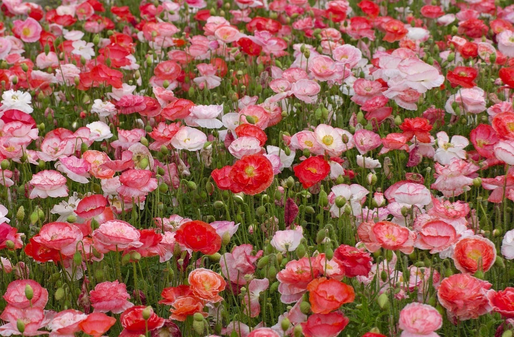 Piante & sementi: 500 Samen Mohn FALLING IN LOVE – Nuovo (secondo la descrizione) da Ehrendingen venduto da VerveinaSamen 2