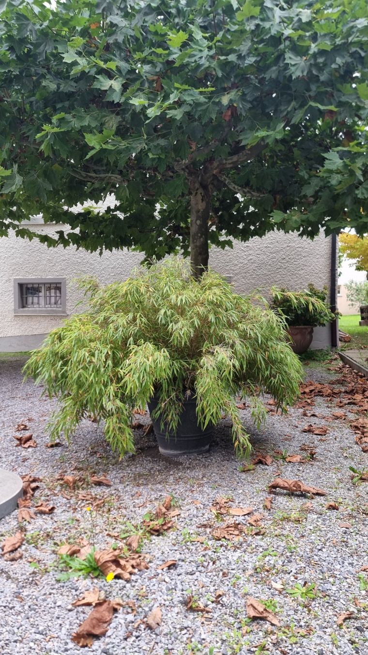 Pflanzen & Samen: Grosser Bambus. Top Gepflegt – Gebraucht aus Kloten von sue037