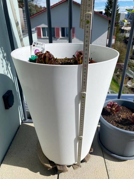 Grosser Topf «Grosfillex Tokyo» mit Chicorée Salat | Kaufen auf Ricardo