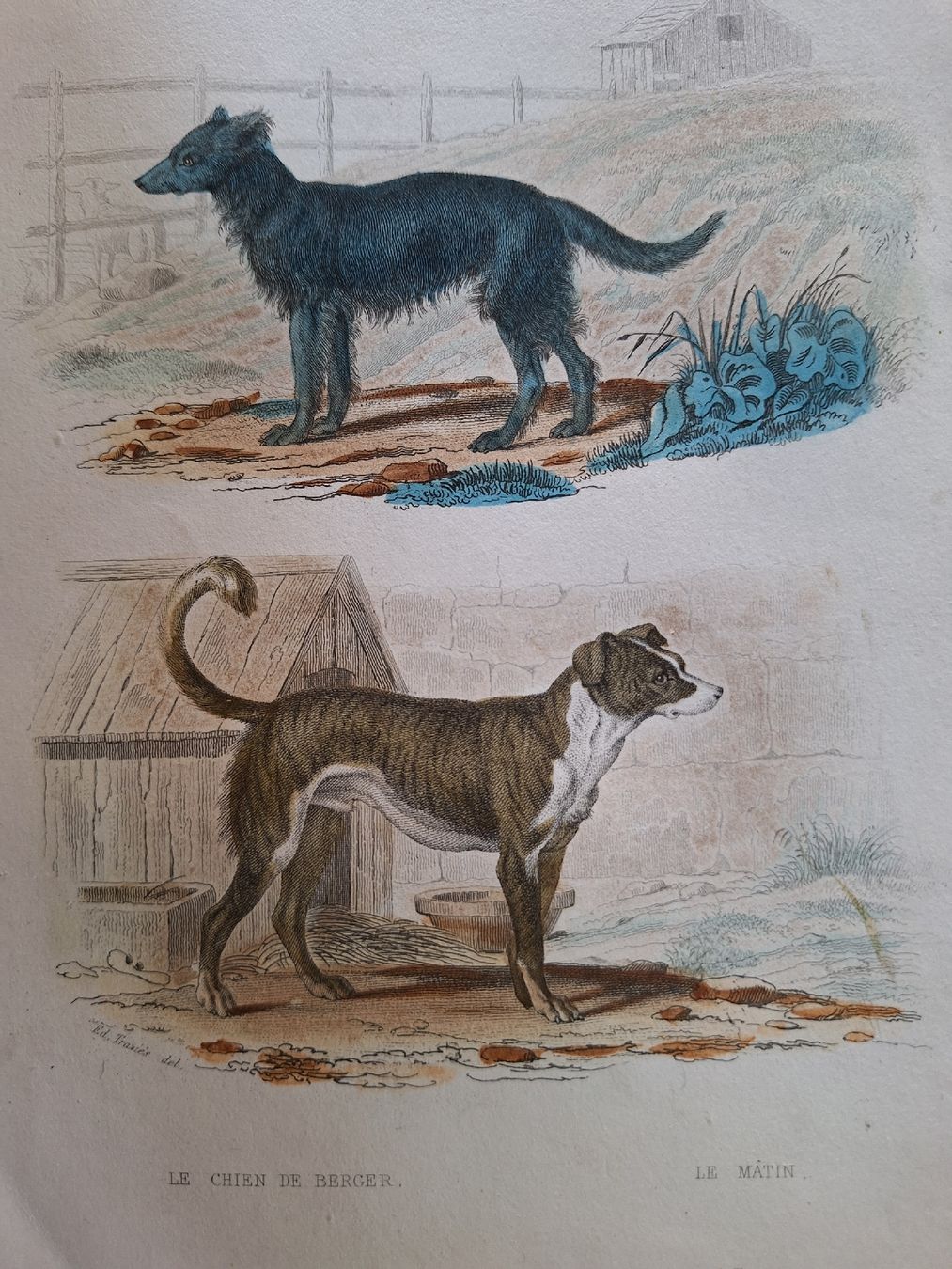 Incisioni: LE CHIEN DE BERGER  LE MATIN – Usato da Bevaix venduto da bohrap