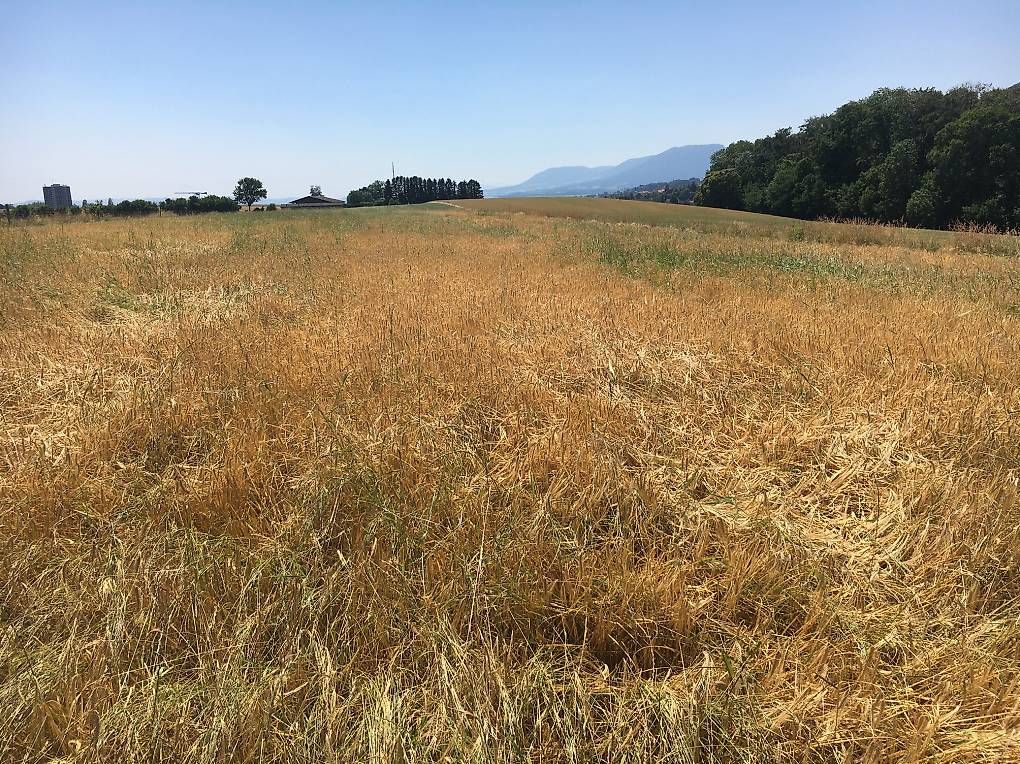Zaini: Malt de blé bio neuchâtelois – Usato da Marin-Epagnier venduto da Criset 2