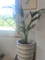 Zimmerpflanze Areca Palme im Übertopf weiss gross