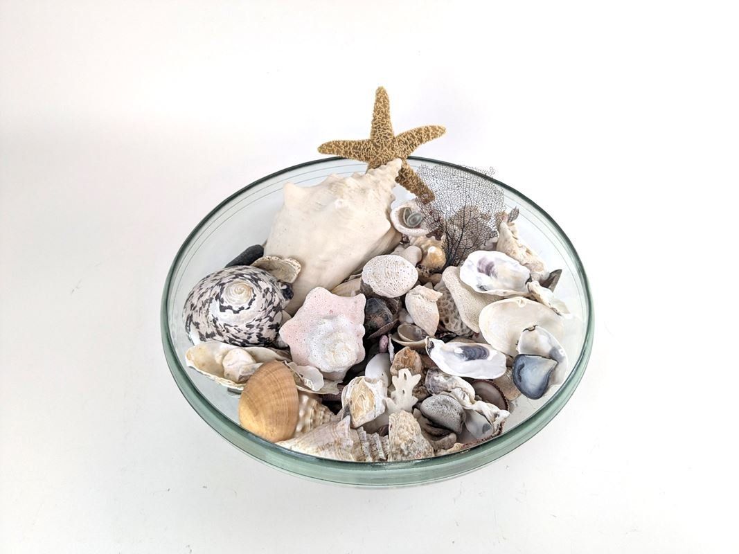 Tutte le decorazioni: Muschelset in Dekoschale – Usato da Thun venduto da Restwert_Thun