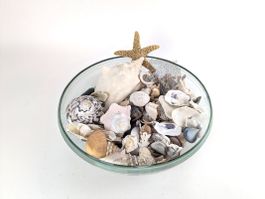 Muschelset in Dekoschale