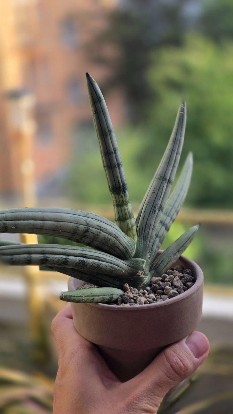 Plantes & graines: Sansevieria "Iceman" RARITÄT – Neuf (Voir description) à Zürich par The_Plant_Wizard