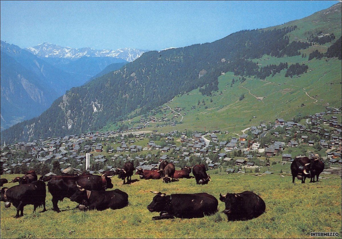Cartoline postali: Verbier VS // Kühe Sommer 1980 – Usato da Basel venduto da intermezzo12