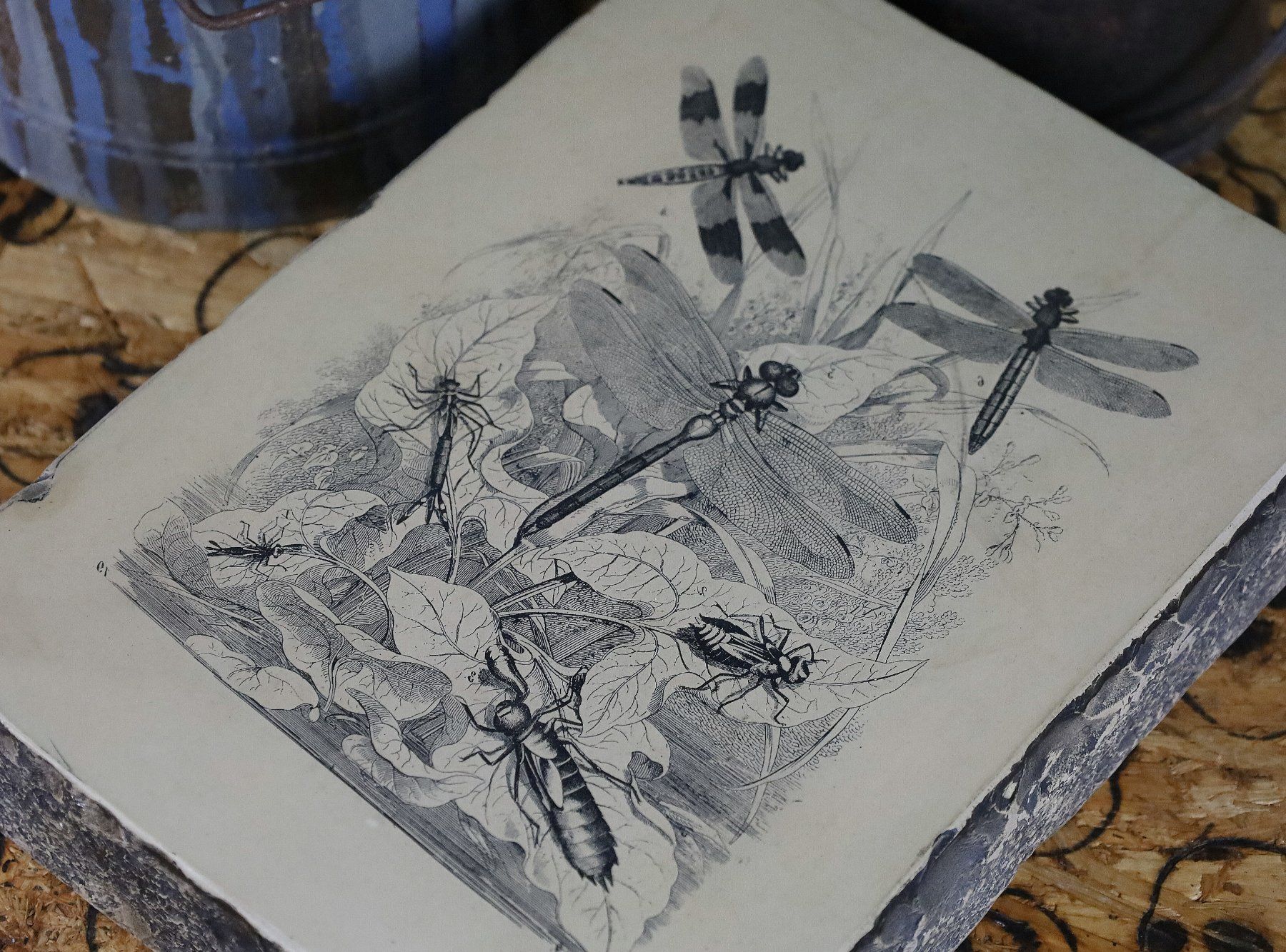 Grafiken & Lithographien: Lithostein, Lithographie "Libelle, Libellen" – Gebraucht aus Birrwil von brandschatz_birrwil 3