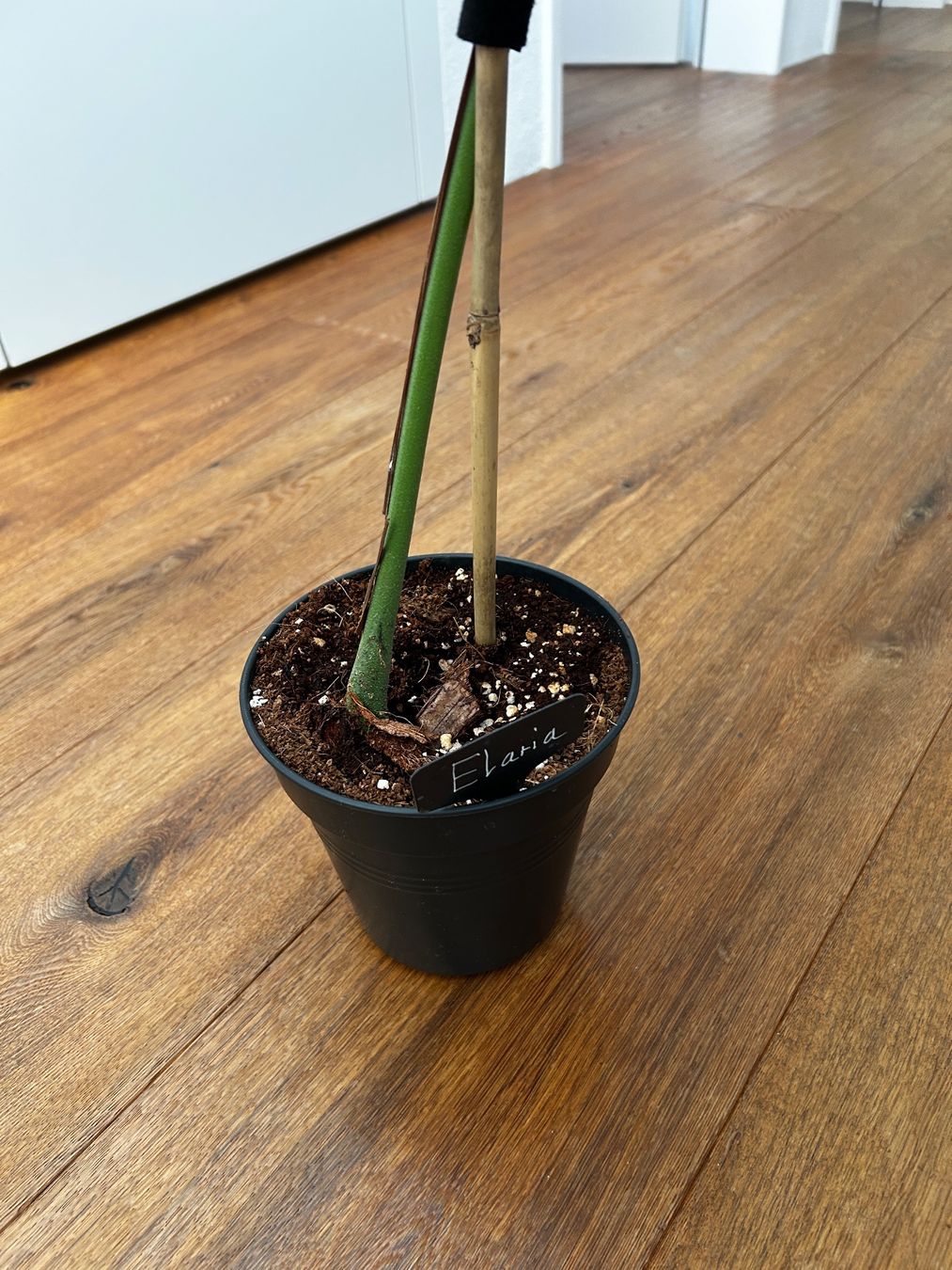 Piante & sementi: Monstera Dubia XL Steckling – Usato da Wattwil venduto da Mikesplantshop 3