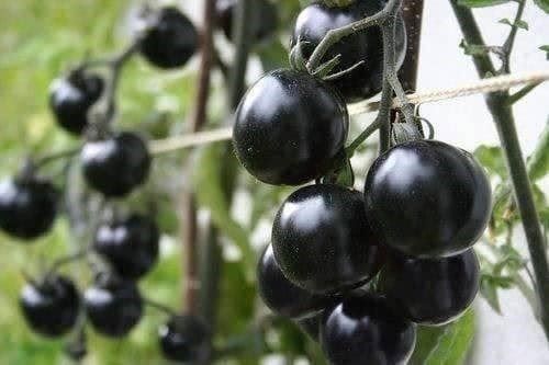 Piante & sementi: TOMATE CERISE NOIR ! RARE 15g – Nuovo (secondo la descrizione) da Bremblens venduto da FIBONACCI369 1