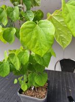 Judasbaum Cercis canadensis Pflanzen 85-90cm