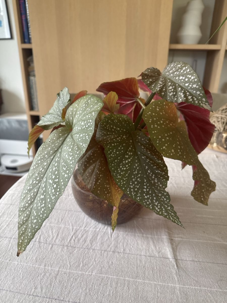 Piante & sementi: 4 Angel Wing Begonia Stecklinge – Usato da Kerns venduto da hildek
