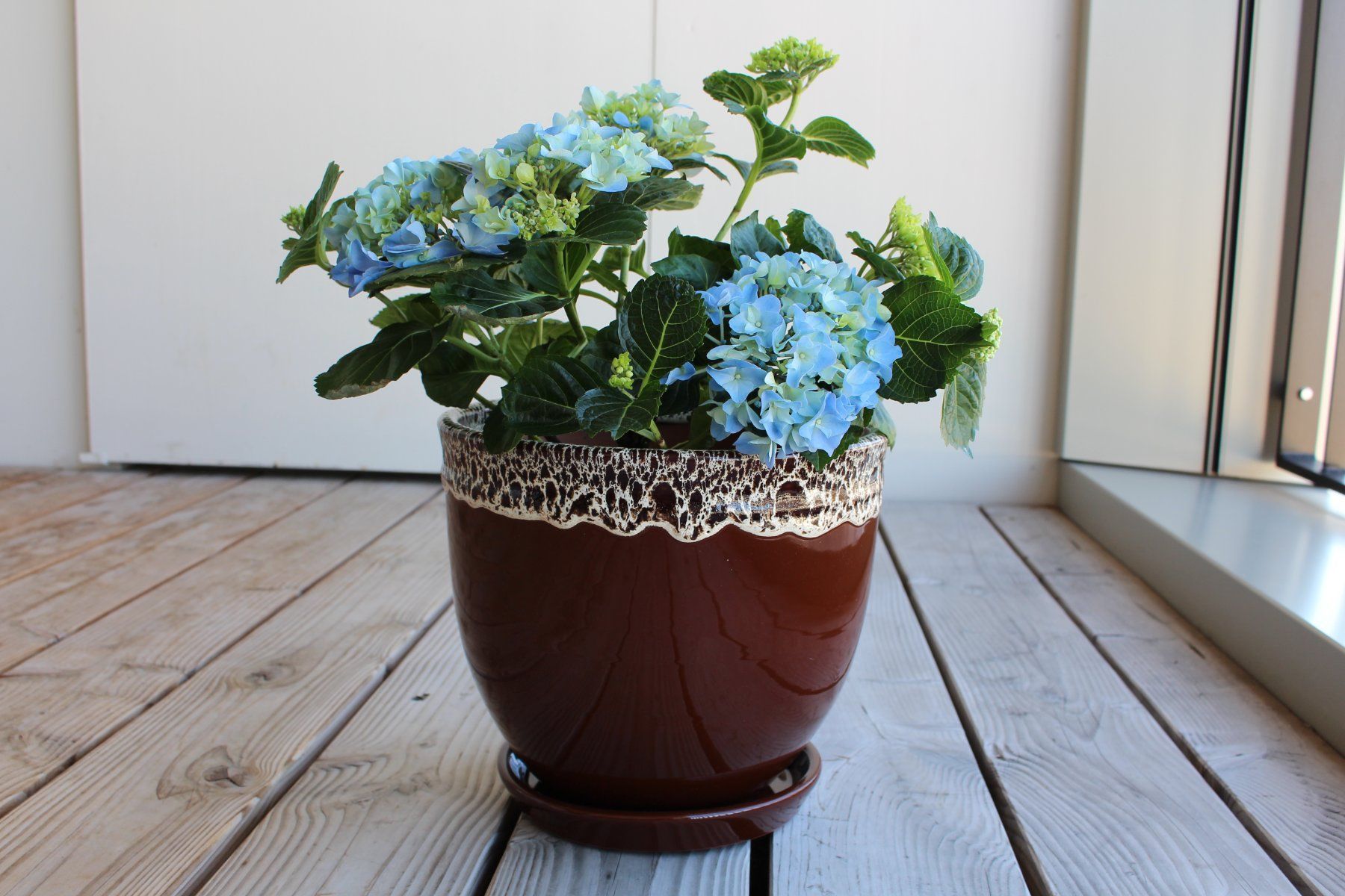 Vasi per fiori: Blumentopf/Pflanzentopf/Tontopf mit Untersetzer – Nuovo e nell'imballaggio originale da Zürich venduto da StellaKar 1