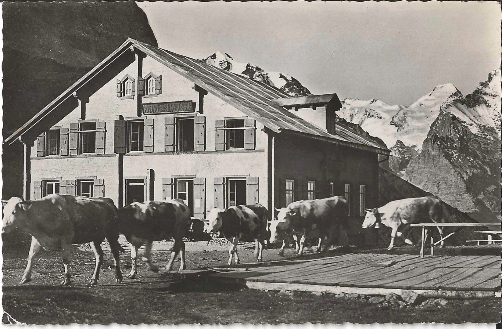 Cartoline postali: Karte Grosse Scheidegg  1949 – Usato da Zürich venduto da Philacat11