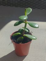 Arbre de jade (Crassula ovata) 13cm