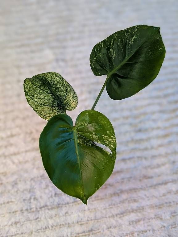 Plantes & graines: Monstera Siam Mint Variegata – Neuf (Voir description) à Faulensee par plantmama