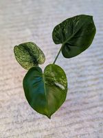 Monstera Siam Mint Variegata