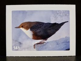 MIGROS MANIA Nature Detectives Nr. 141