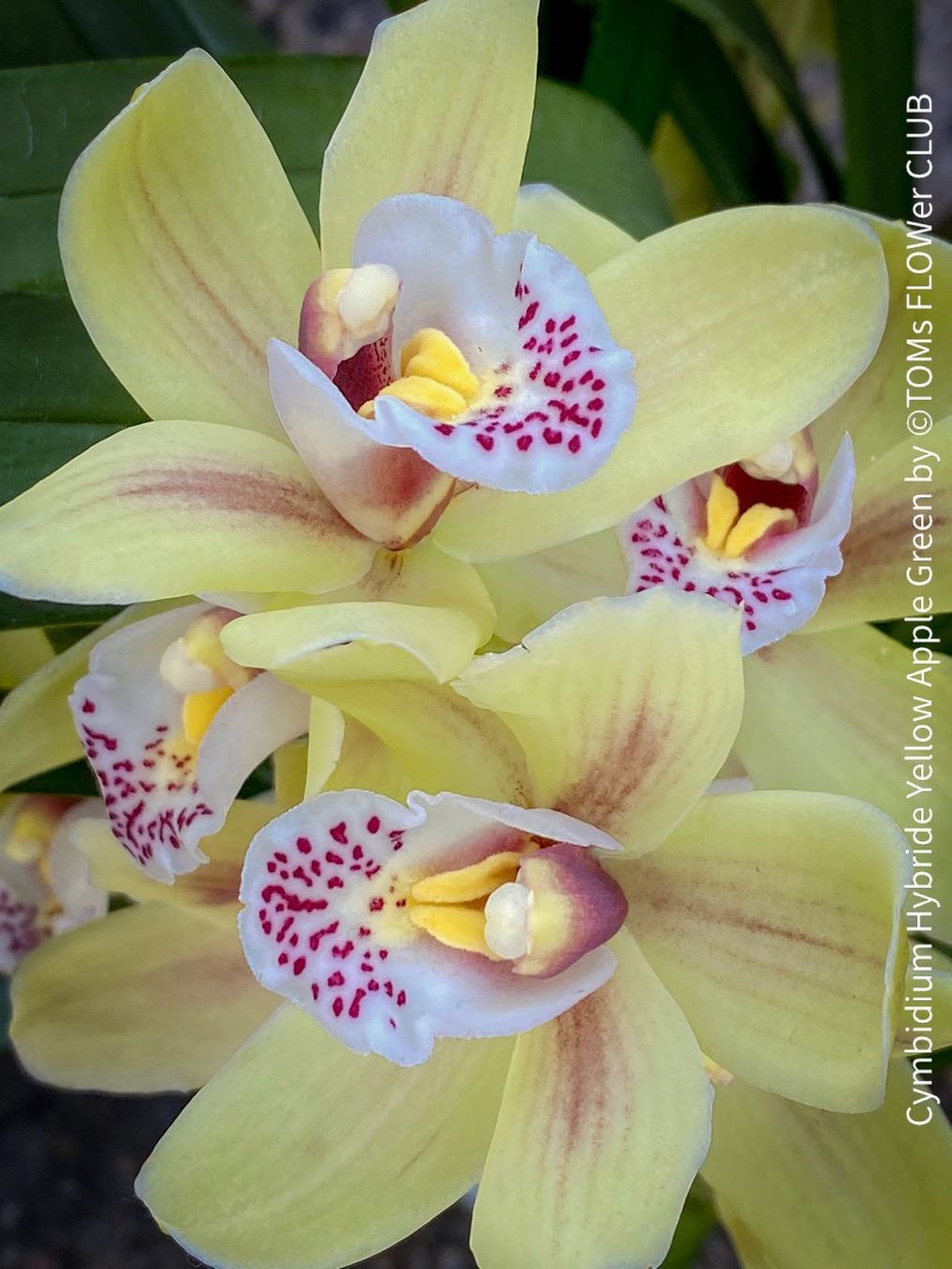 Piante & sementi: Cymbidium Hybride Yellow Apple Green Orchidee – Nuovo e nell'imballaggio originale da Adliswil venduto da asTOMas963 1