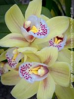 Cymbidium Hybride Yellow Apple Green Orchidee