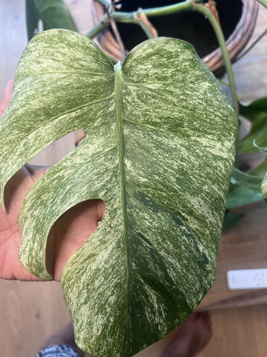 Pflanzen & Samen: Monstera Jungle mint – Gebraucht aus Meilen von THE_SWISS_PLANTS 3