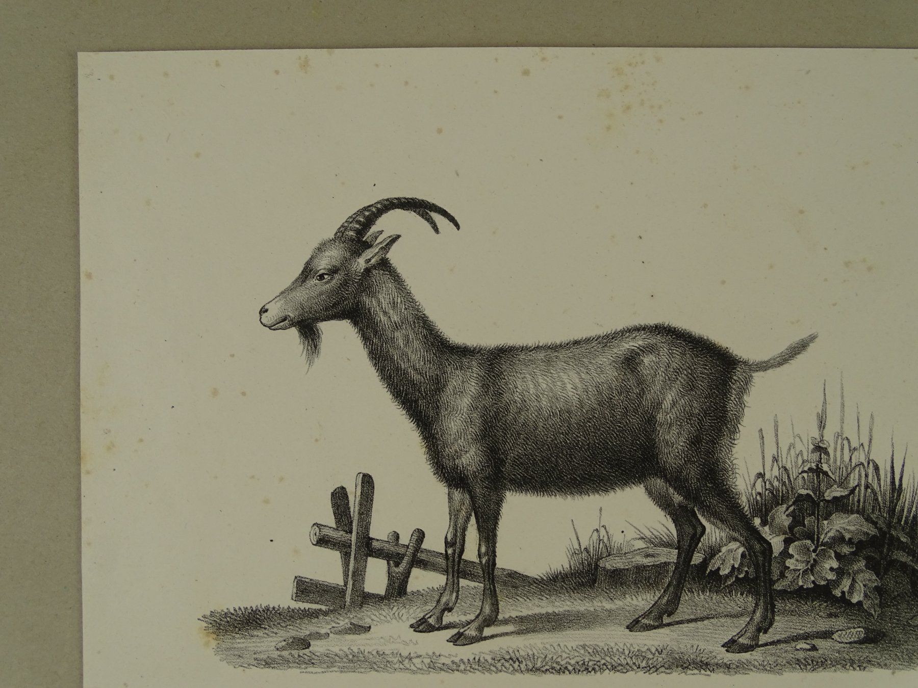 Incisioni: ZIEGE, GEMSE, GÄMSE, STEINBOCK, LITHOGRAPHIE UM 1840 – Usato da Grüningen venduto da Kartensammler 3