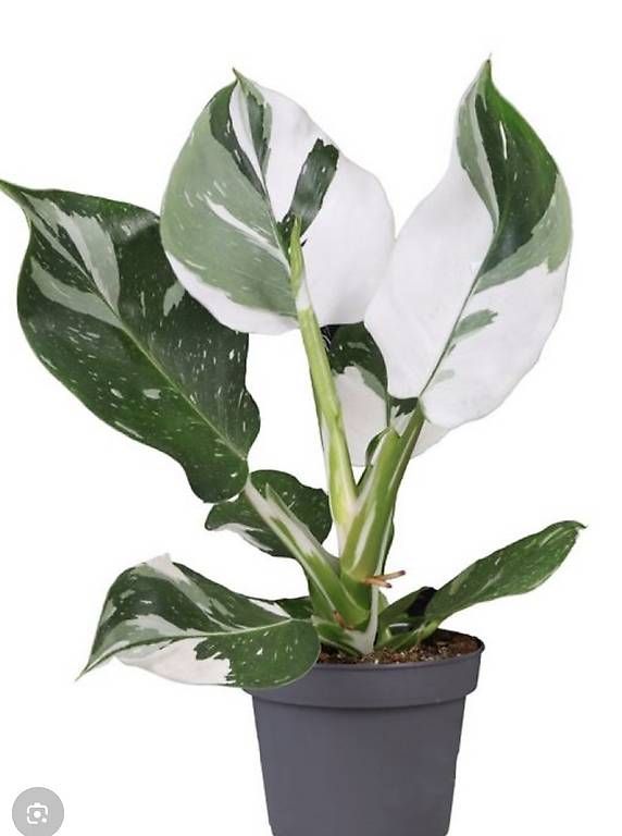 Pflanzen & Samen: Échange Philodendron white wizard – Gebraucht aus Spiez von Lunelu