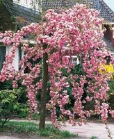 Abricotier japonais pleureur / Prunus mume P.  (pré-bonsai)