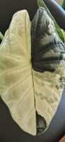 🤩Alocasia Dragon Scale Albo Variegata Rhizom 
