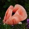 Coquelicot géant rose  2 PLANTS PAVOT D'ORIENT