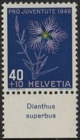 40 Rp. Pachtnelke mit TAB (Dianthus superbus)