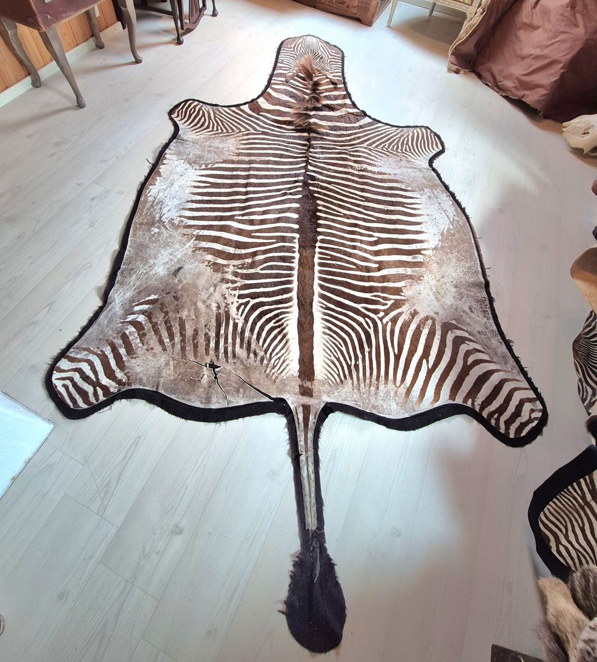Welt der Tiere: Veritable peau de zebre de Grevy/ Echtes Grevy Zebrafell – Gebraucht aus Treyvaux von Kbh2000 2