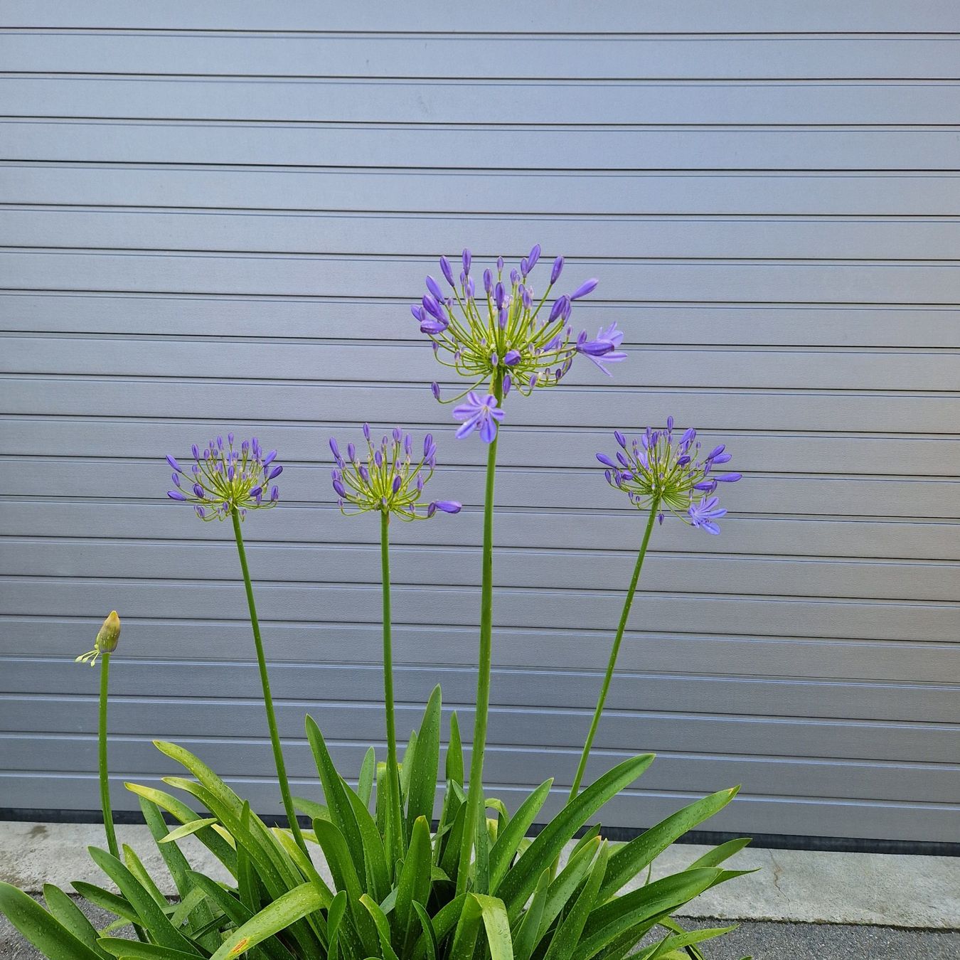 Pflanzen & Samen: Schmucklilie -  Agapanthus – Neu (gemäss Beschreibung) aus Wolfwil von Gardenprof 1