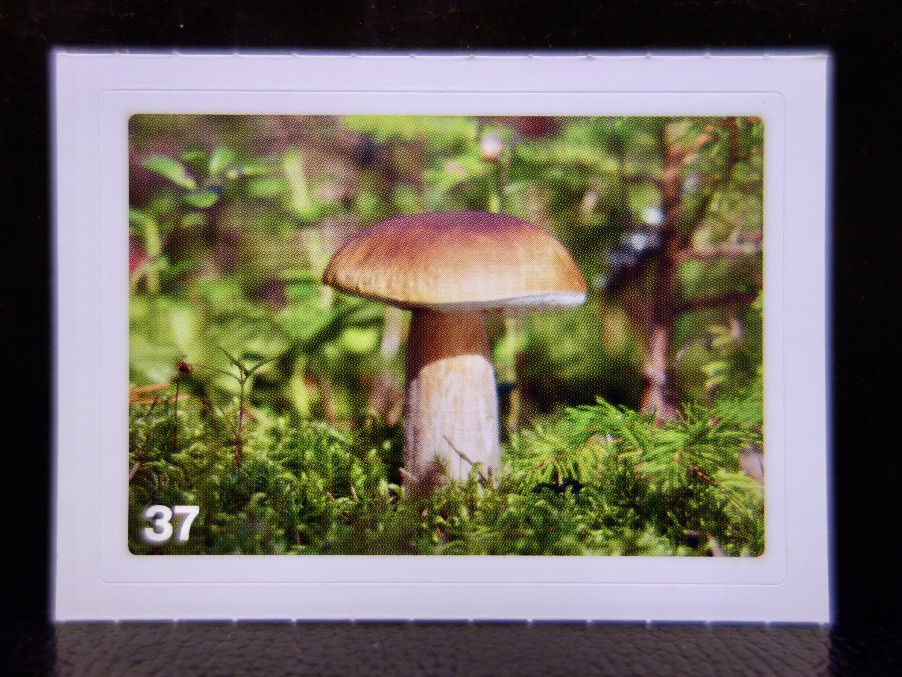 Migros Cartes à collectionner: MIGROS MANIA Nature Detectives Nr. 37 – Neuf avec emballage d'origine à Kerzers par djstarsky73