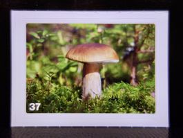 MIGROS MANIA Nature Detectives Nr. 37