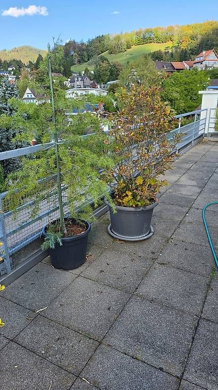 Plantes & graines: Noch mehr – D'occasion à Wald ZH par Lodenzeus 4