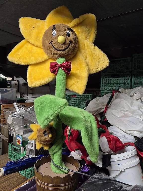 Pflanzen & Samen: Sonnenblume bewgend – Gebraucht aus Chur von marilandroland59