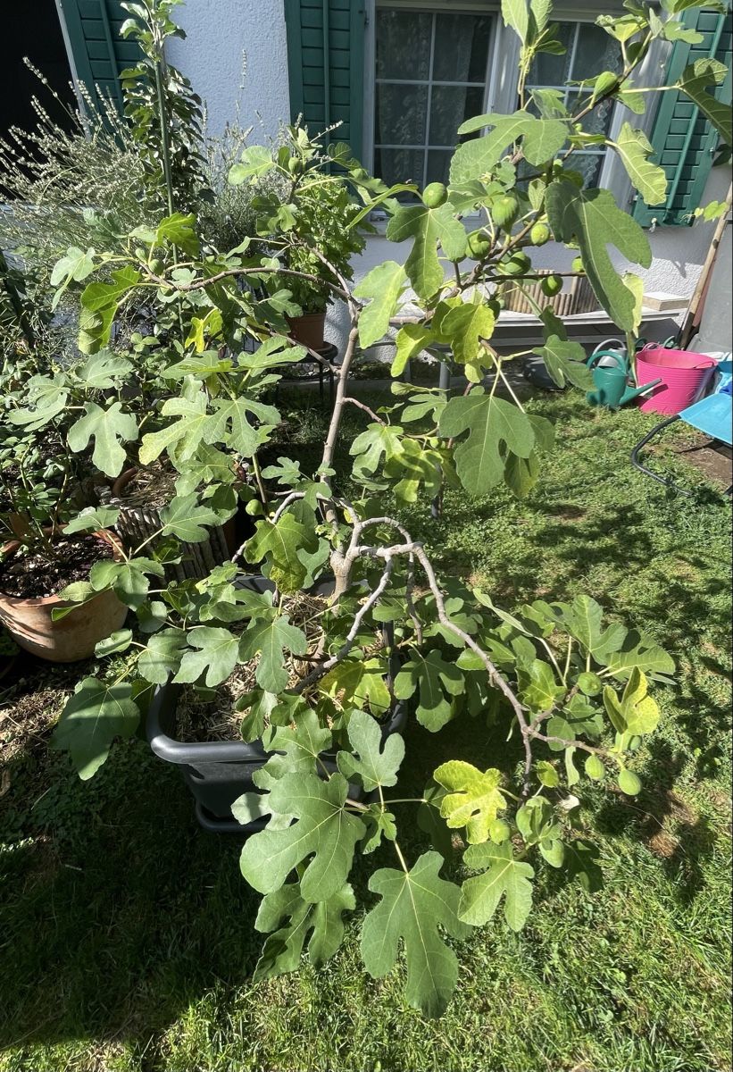 Pflanzen & Samen: Grosser Feigenbaum mit Topf – Neu (gemäss Beschreibung) aus Bäretswil von Evamaria1 1