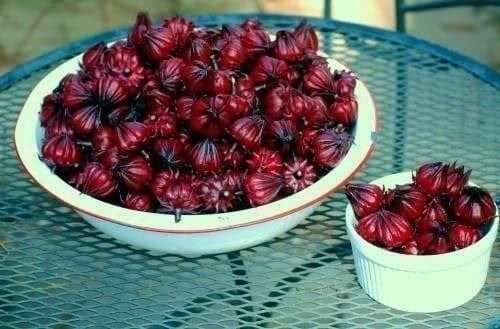 Piante & sementi: Hibiscus Sabdariffa var. Green Senegal – Nuovo (secondo la descrizione) da Bremblens venduto da FIBONACCI369 3