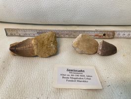 Mosasaurus Zähne