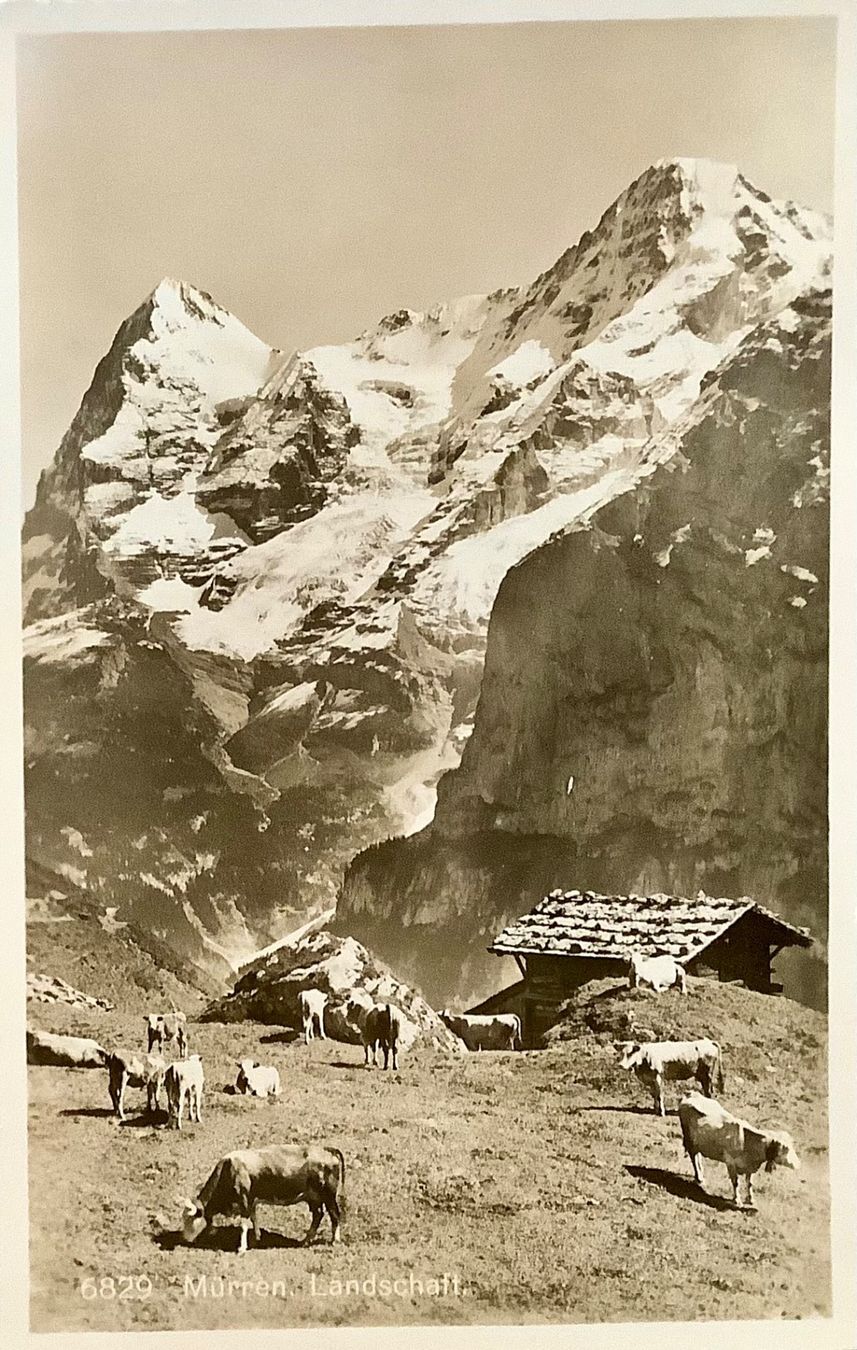 Cartoline postali: MÜRREN - Landschaft & Kühe - Berner Oberland – Usato da Root venduto da ENGLAND-TREASURES 1