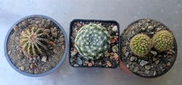 Tris di cactacee
